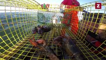 LobsterVision: GoPro Captures the Journey of a Lobster from Capture to Dinner Plate