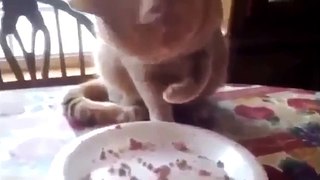 Funny cat videos Weird Cat Eating Method Video Funny Animal Videos funny videos