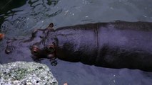 Hippo pooping in 4K amazing sound