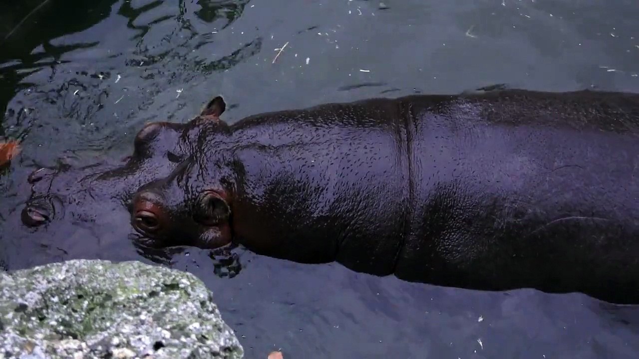 Hippo pooping in 4K amazing sound
