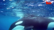 Killer Whales attacking & killing a Tiger Shark