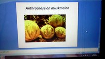 VIDEO ON DISEASES MANAGEMENT OF MUSKMELON