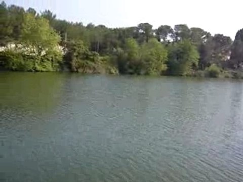 le chant des grenouilles rieuses