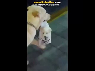 Evladını Poşetleyip Eve Götüren Köpek