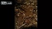 Time Lapse - Ants eating a Lizard in 11 hours!!