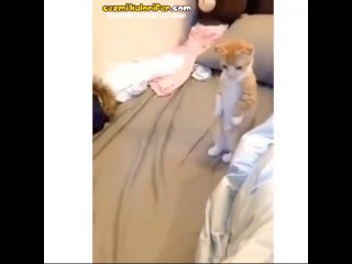 İnsanlığa Doğru Evrilen Kedi