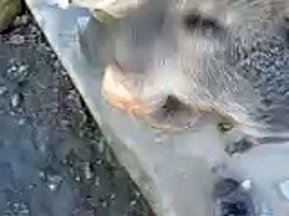 a pig cow elephant rubbing