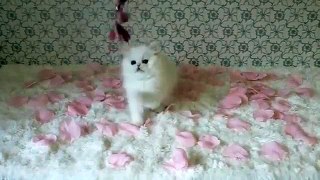 Super Cute White Persian Kitten Sugarbaby, 9 weeks old. :D