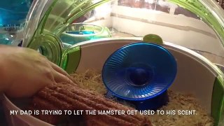 My New Robo Dwarf Hamster!! ❤️❤️Named Chip