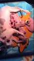 Adorable newborn Sphynx and Bambino kittens