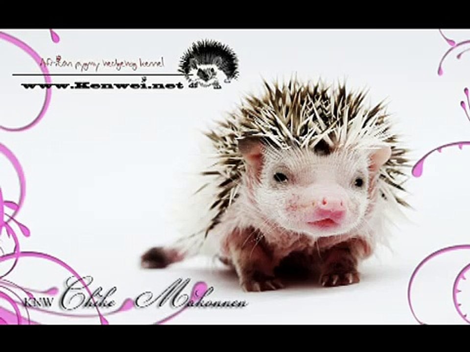 cute and fun hedgehog baby from our kennel Kenwei litter C