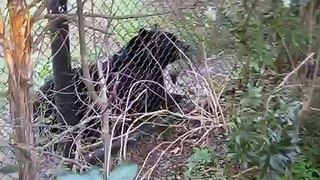 the black bear that andrea barked at