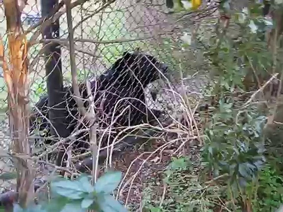 the black bear that andrea barked at