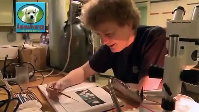 Animals of the Deep Ocean- Part 1- National Geographic Documentary