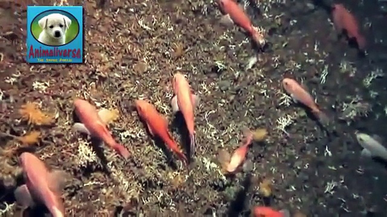 Animals of the Deep Ocean- Part 3- National Geographic