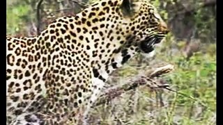 Leopard Yambilu