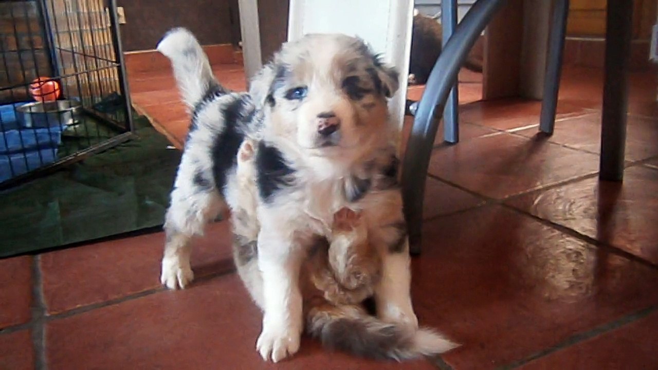 leo