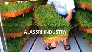 غرف استنبات الشعير انتاج 2014  شركة العصري للصناعة  ( AL-Assri industry )