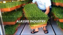 غرف استنبات الشعير انتاج 2014  شركة العصري للصناعة  ( AL-Assri industry )
