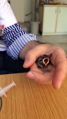 Serçe yavrusu nasıl beslenir. How to feed sparrow puppy?