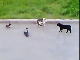 Battle of cats and crow fun