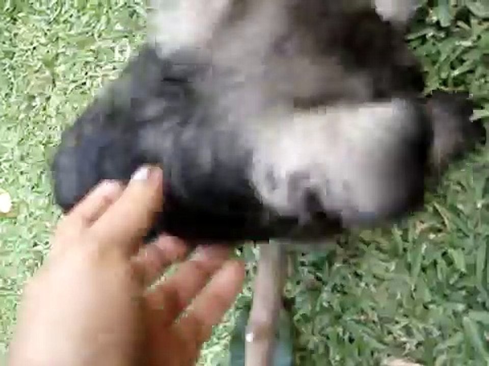 Stich el nuevo inquilino