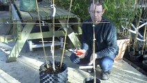 Espallier Pruning Pear or Apple trees - Reads Nursery