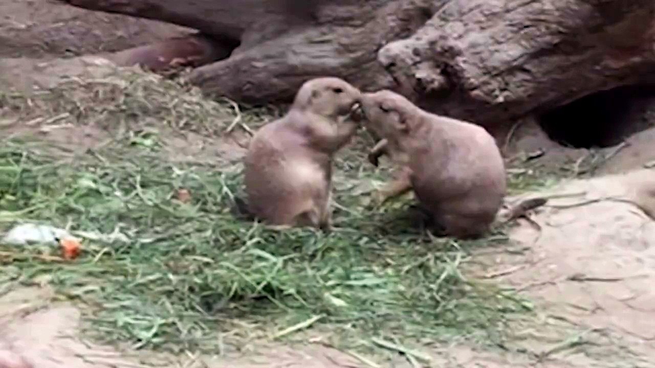 Prairie Dogs kissing - These cute animals show some love