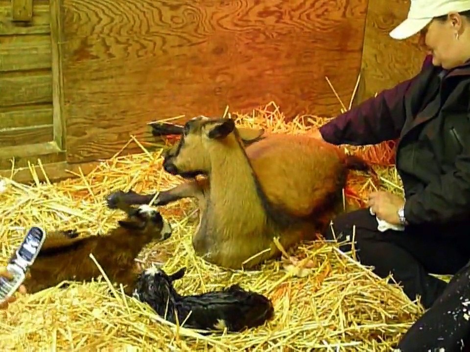 baby goat birth.wmv