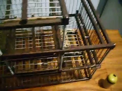 Jaulas Trampa Jilgueros. Jaula multicaptura de balancines cubanos.