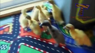 Cutest animal sounds   Funny and cute animal compilation