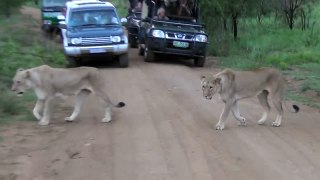 Lions scent marking and crossing the road