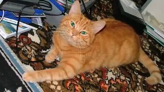Mickey the ginger cat