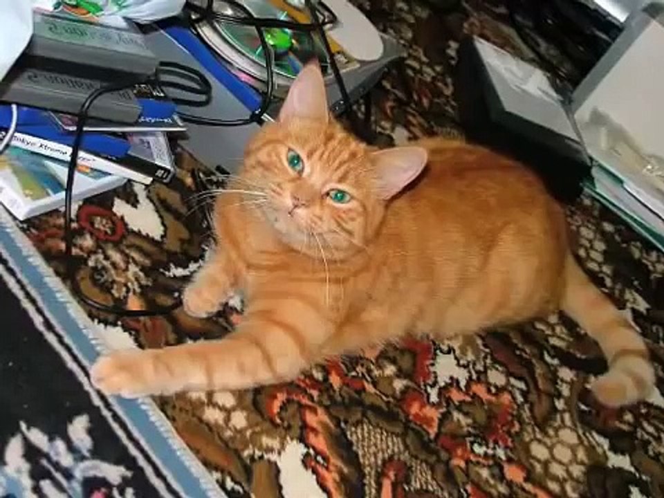 Mickey the ginger cat