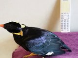 Japanese Speaking Myna Bird Answers Phone Early and is Scolded