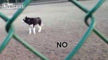 This Howling Husky Just Does NOT Want to Leave the Dog Park