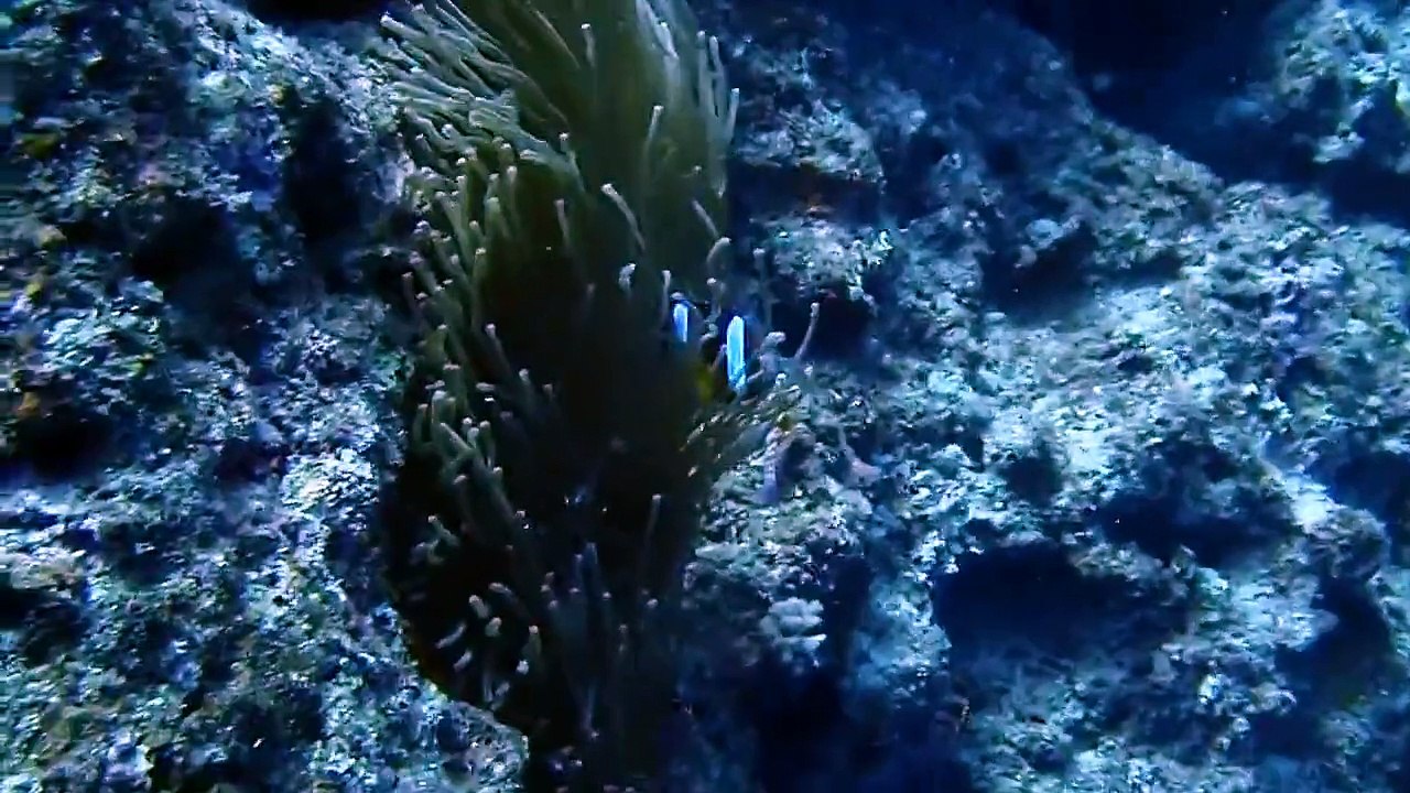 Finding Nemo