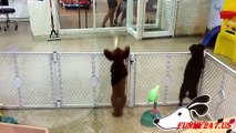 Cute Poodle Dogs dancing and walking _ Funny Child Channel
