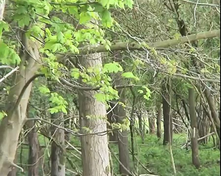 Vossen en Vogels in de Natuur.mov