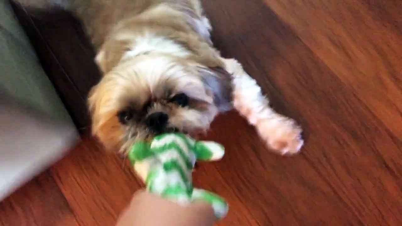 Playing with the dog
