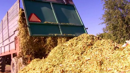 Kukurydza 2013 Mengele SF, Zetor, Case, New Holland