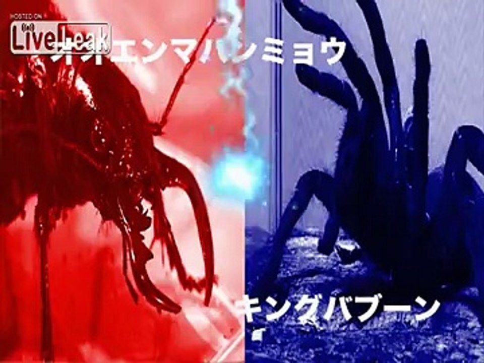 Manticora Tiger Beetle VS King Baboon Tarantula