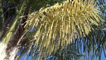 Bees galore in blooming palm tree ** Please play in HD! **