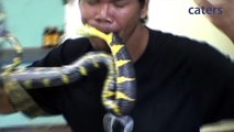 Weirdo Bites (Likely De-fanged) Super Venomous (If They Have Fangs) Banded Krait (Only Graphic If You're A Pussy)