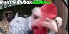 Animals remix Martín garrix XD