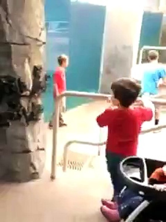 Playful Beluga Whale Teases Kids