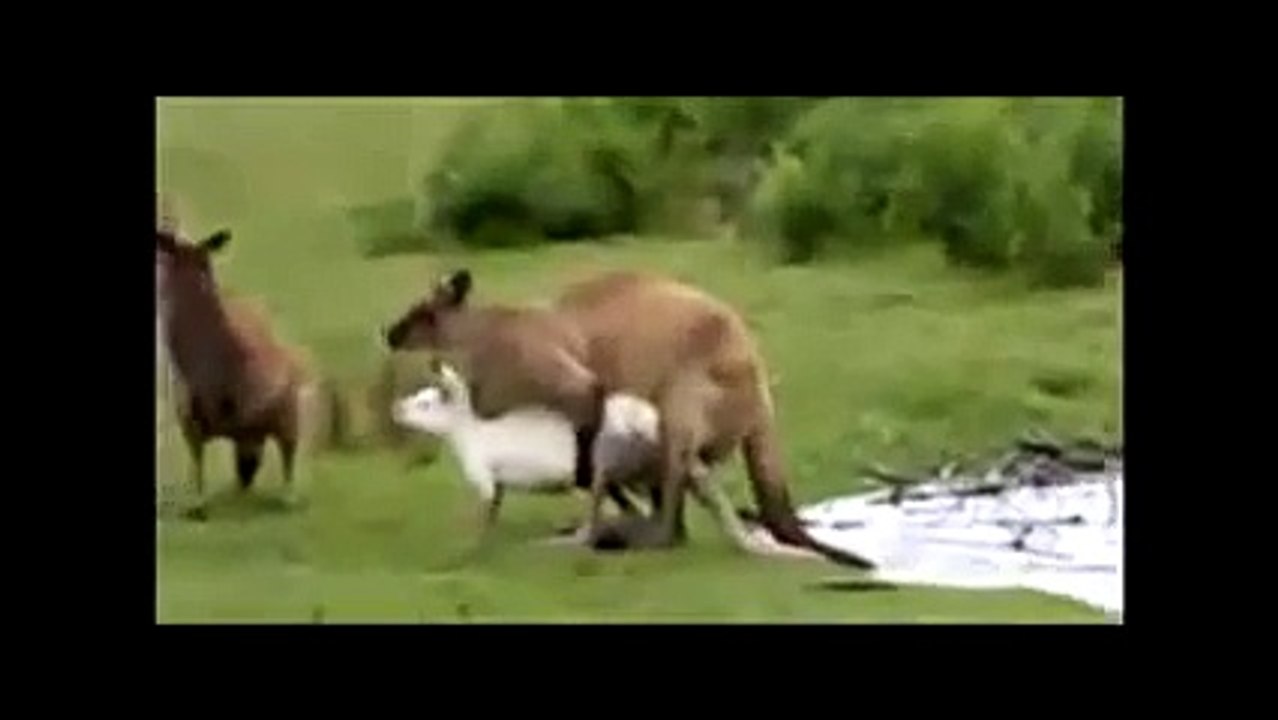 Animals mate Giant Kangaroo animal