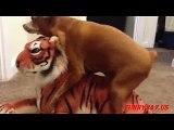 Amazing Dog Humping Tiger OMG