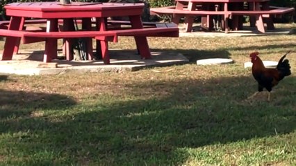 Big cock beats up little pussy