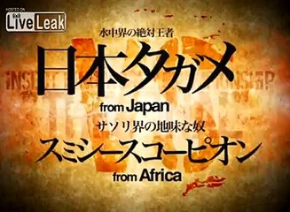 Giant Water Bug VS Smithee Scorpion